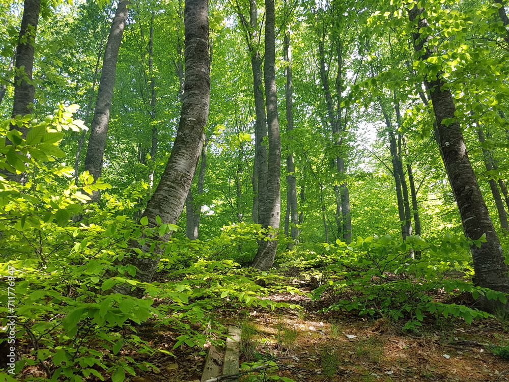 Fototapeta premium green forest in the morning