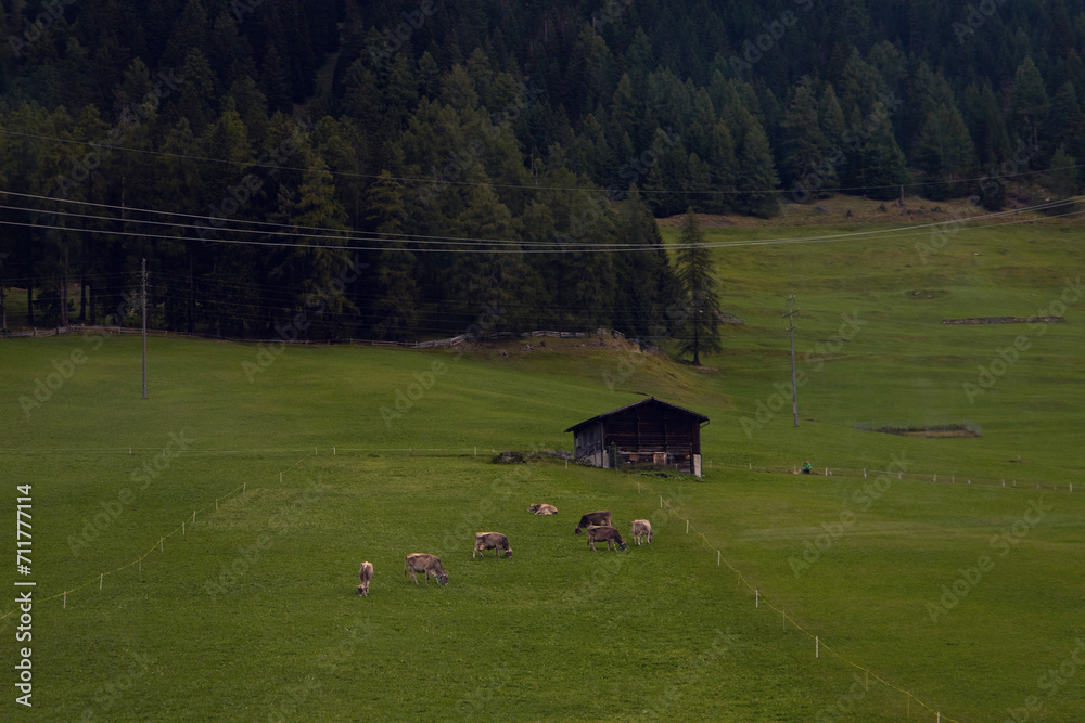 Pastoral Harmony: Cows Grazing in a Lush Meadow with a Traditional Barn Pastoral Harmony: Cows Grazing in a Lush Meadow with a Traditional Barn