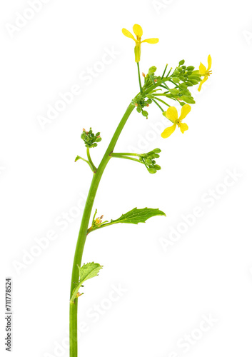 Wild mustard plant isolated on white background, Sinapis arvensis photo