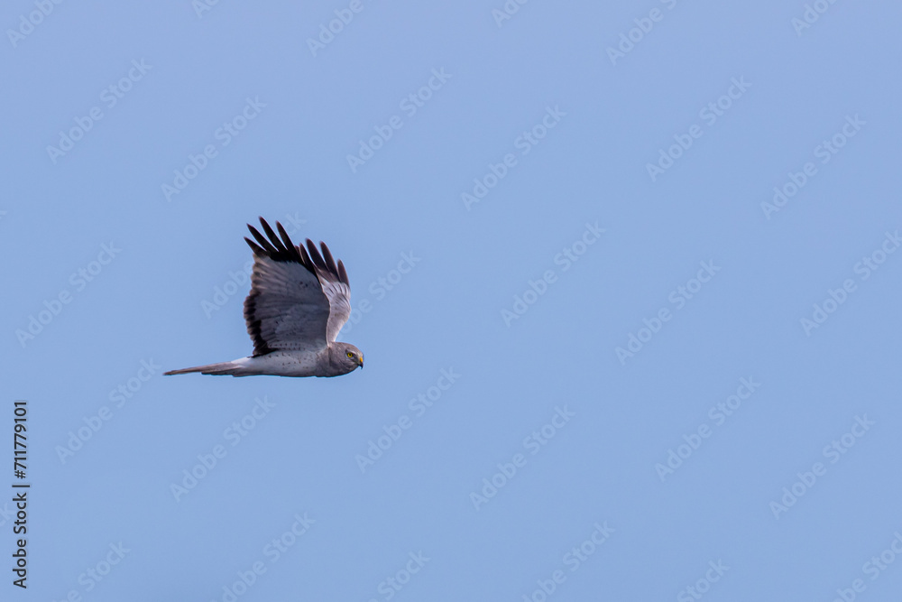 Obraz premium A Northern Harrier in Flight.