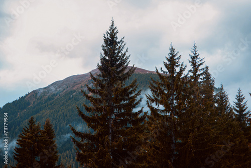 Whispers of the Wild: Alpine Majesty Amidst the Evergreens
