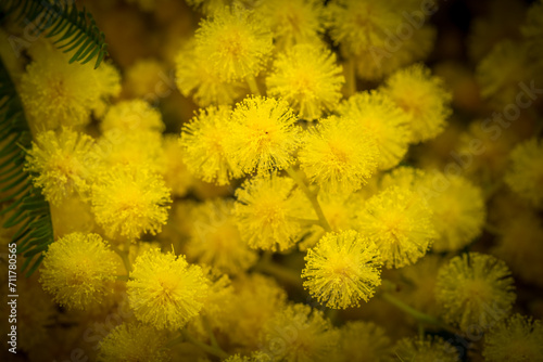 Close-up view of golden mimosa blooming in winter in south of France 
