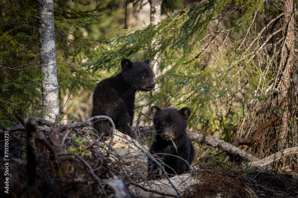 A pair of blackbear cubs expore their new world during an Ontario early spring. A pair of blackbear cubs expore their new world during an Ontario early spring.