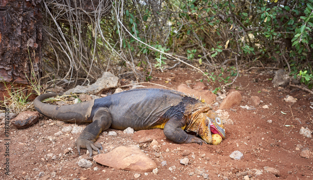 Galapagos land iguana eating the fruit of an Opuntia echios, Galapagos Islands, Ecuador. Galapagos land iguana eating the fruit of an Opuntia echios, Galapagos Islands, Ecuador.