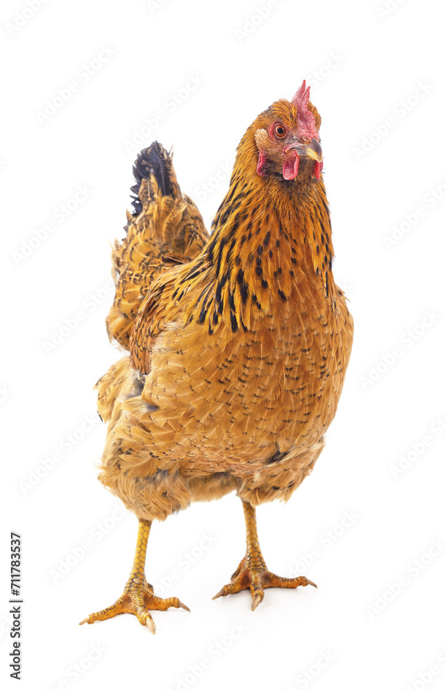 Fototapeta premium Young brown chicken.