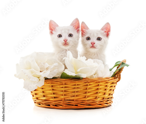 White cats with white roses in a basket. © voren1