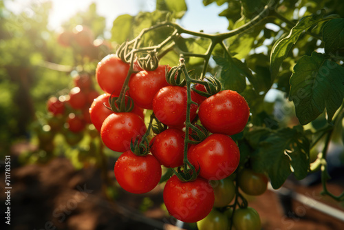 Red ripe cherry tomatoes on a bush in a greenhouse