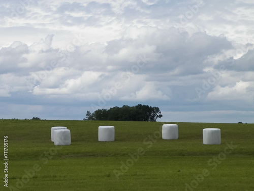 Harvest bales on a green field. End of the summer.
