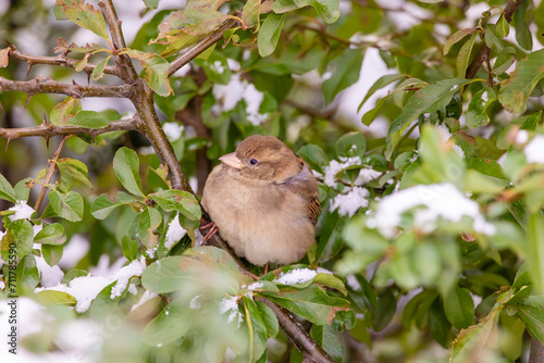 Very detailed close-up of a sparrow sitting on a snow-covered branch