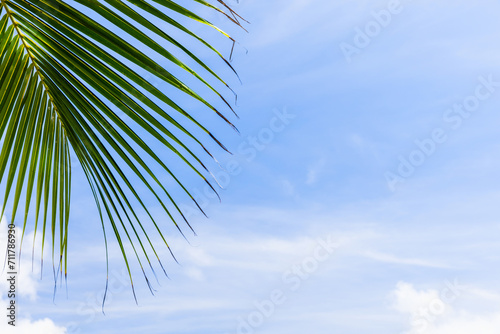 Coconut palm tree leaf is under blue cloudy sky, natural tropic background photo