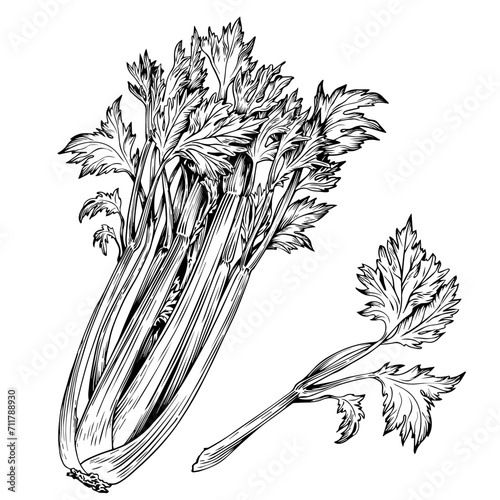 Hand drawn Celery leaves. Black and white vector illustration.