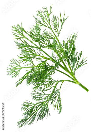 Fresh branch of dill, greens isolated on white background