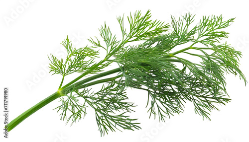 Sprig of dill isolated on white background
