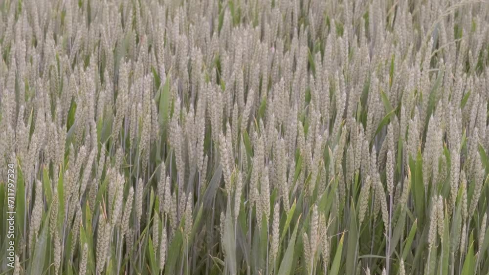 field of young wheat, barley, agricultural concept, rich harvest of bread, food crisis, grain import, export abroad, growing crops, creating and researching new varieties of wheat field of young wheat, barley, agricultural concept, rich harvest of bread, food crisis, grain import, export abroad, growing crops, creating and researching new varieties of wheat