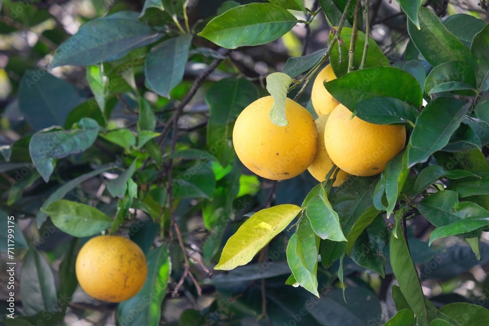 Close up of fruits of pomelo (Citrus maxima) on tree, met on La Gomera, Canary Islands, Spain