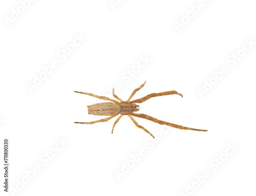 Feather-legged spider isolated on white background, Uloborus walckenaerius photo