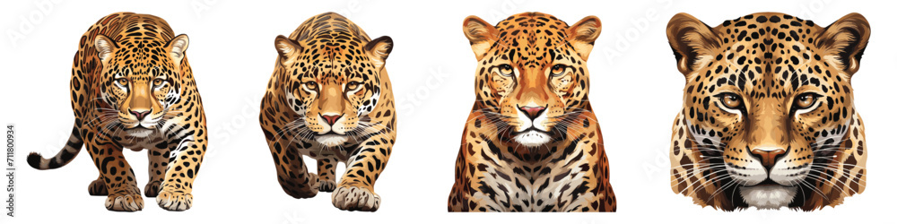 Set of leopard, wildlife animal, vector illustration isolated on white background Set of leopard, wildlife animal, vector illustration isolated on white background