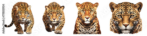 Set of leopard, wildlife animal, vector illustration isolated on white background
