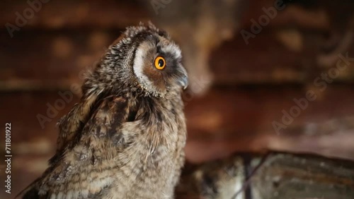 Brown owl sits on indoor henroost and looks around. Close up view photo
