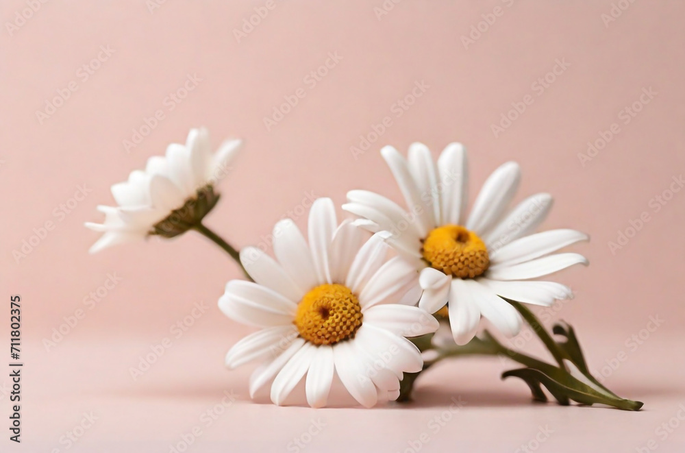 minimal style concept, white daisy chamomile flowers on a pale pink background