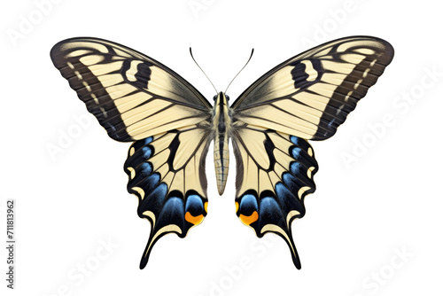 top view of butterfly European Swallowtail on a cutout PNG transparent background. Blue and yellow butterfly