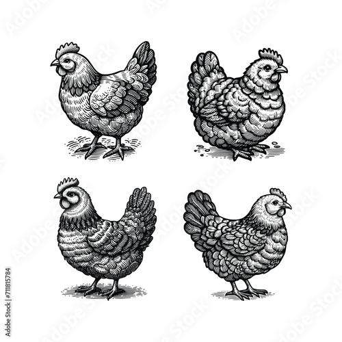 hand drawn chicken engraving style vector illustration isolated white background