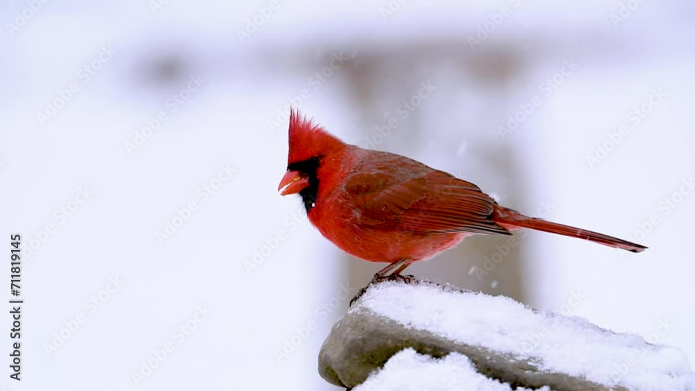 Birds in our yard, here in Windsor in Upstate NY, during a January Snow Storm. Winter in Broome County is a struggle for the Animals too. Red Male Cardinal in the yard while snowing. Birds in our yard, here in Windsor in Upstate NY, during a January Snow Storm. Winter in Broome County is a struggle for the Animals too. Red Male Cardinal in the yard while snowing.