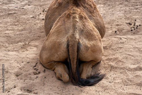 Liegendes Kamel von hinten - Rückansicht von einem Dromedar (Camelus dromedarius) in Nahaufnahme im Sand