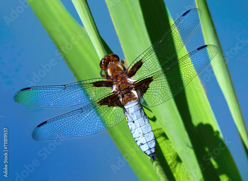 Canvastavla Plattbauch (Libellula depressa) männliche Libelle sitzt an grünem Schilf - Baden