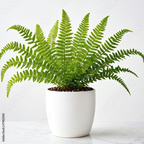 Illustration of potted Nephrolepis obliterata plant white flower pot kimberley queen fern isolated white background indoor plants