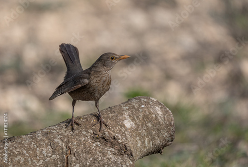 female Common Blackbird on top of the branches  © ezequiel