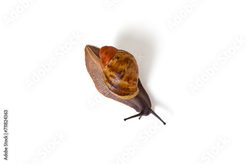 Small archachatina marginata suturalis black on white background, isolated.