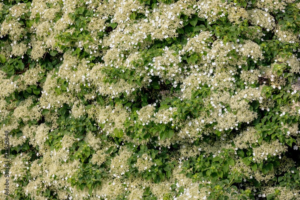 Selective focus of white flower Climbing hydrangea covered the house wall with green leaves, Hydrangea petiolaris is a species of flowering plant in the family Hydrangeaceae, Nature floral background. Selective focus of white flower Climbing hydrangea covered the house wall with green leaves, Hydrangea petiolaris is a species of flowering plant in the family Hydrangeaceae, Nature floral background.