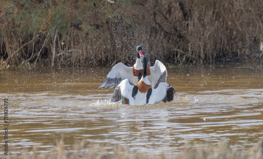 Common Shelduck in fight in the marsh Common Shelduck in fight in the marsh
