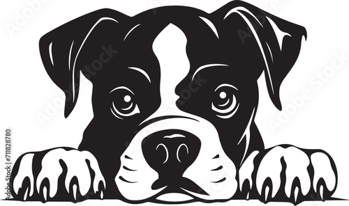  Peeking Boxer face, Dog head, isolated on a white background, Vector, Illustration