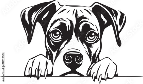  Peeking Boxer face, Dog head, isolated on a white background, Vector, Illustration