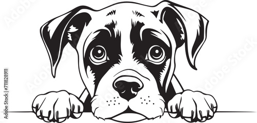  Peeking Boxer face, Dog head, isolated on a white background, Vector, Illustration