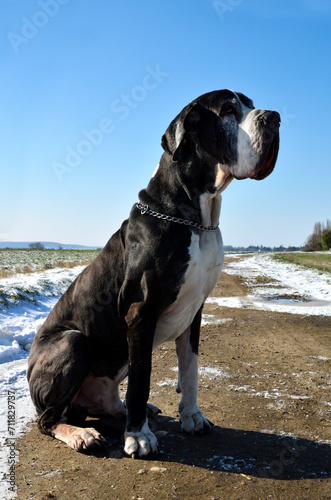 A beautiful Great Dane dog in the snowy countryside during winter.	