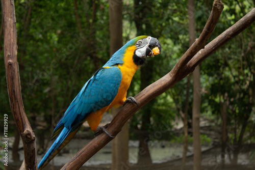 blue and yellow macaw eating fruit