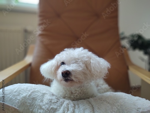 White cute Bichon dog sleeping on a pillow. Slovakia photo