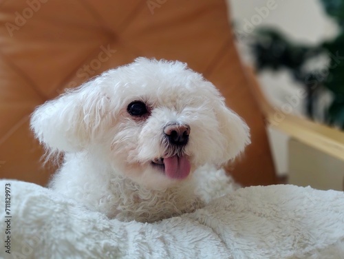 White cute Bichon dog sleeping on a pillow. Slovakia photo