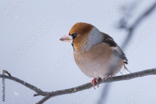 The hawfinch (Coccothraustes coccothraustes)