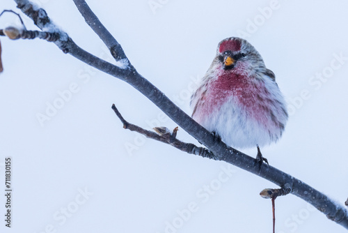 The Common redpoll (Acanthis flammea) photo
