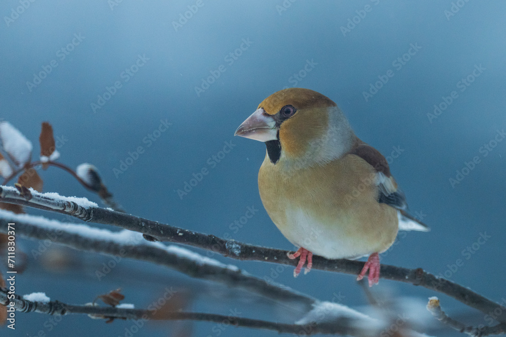 The hawfinch (Coccothraustes coccothraustes)