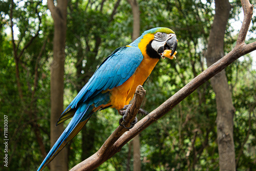 blue and yellow macaw eating fruit