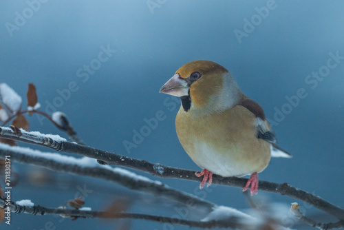 The hawfinch (Coccothraustes coccothraustes) © Johannes Jensås