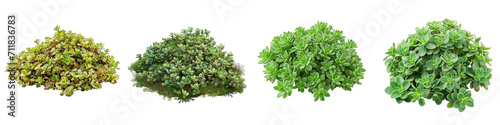 Sedum Flower Pile Of Heap Of Piled Up Together Hyperrealistic Highly Detailed Isolated On Transparent Background Png File