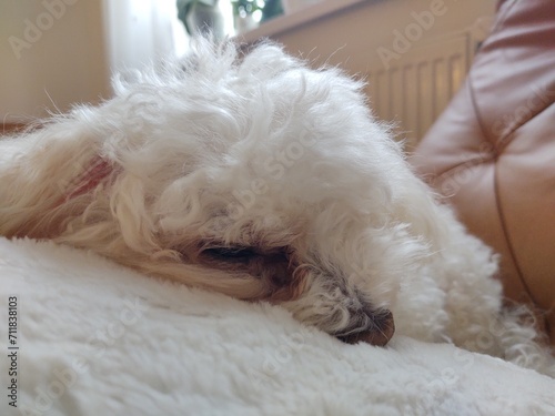 White cute Bichon dog sleeping on a pillow. Slovakia photo