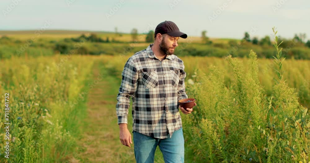 A farmer inspects blueberry bushes on a large plantation. Agriculture, growing berries A farmer inspects blueberry bushes on a large plantation. Agriculture, growing berries