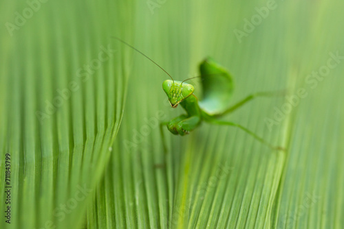 praying mantis  © Amanda